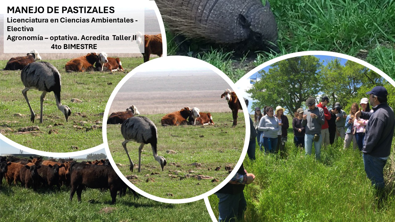 MANEJO DE PASTIZALES 
Licenciatura en Ciencias Ambientales -  Electiva
Agronomía – optativa. Acredita  Taller II
4to BIMESTRE
